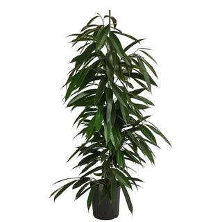 Dehner Birkenfeige, Ficus binnendijkii Amstel King, Hydrokultur, Dunkelgrün