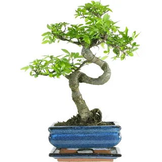 Bonsai Baum mit Keramik Blumentopf - Chinese elm - ca. 7 Jahre (15 cm Schale, ca. 7 Jahre)