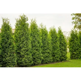 5 Thuja Brabant 120-140cm reine Pflanzhöhe frisch vom Feld Gartenhecke Heckenpflanzen Immergrüner Lebensbaum Hecke Sichtschutz Topfware