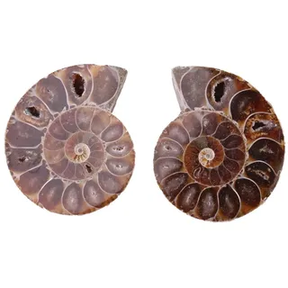 2-teilige fossile Ammoniten Muschel Fossilien aus Madagaskar Mineralien Gestein 4cm Durchmesser für Forschung Lehre Sammlung