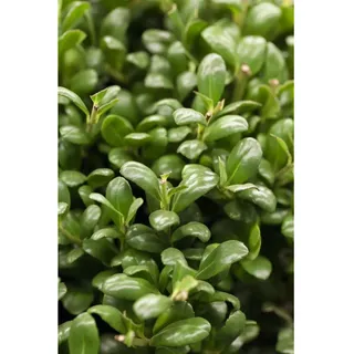 pflanzen-für-dich.de Ilex crenata 'Convexa' 40-50 cm