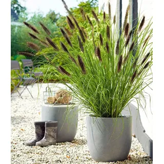 BALDUR Garten 1x Schwarzes Lampenputzergras, Pflanze im 9x9 cm-Topf, Ziergras, winterharte Staude, trockenresistent, mehrjährig, blühend, Pennise...