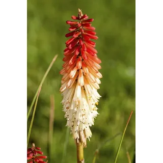Pflanzen Für Dich Fackellilie Kniphofia uvaria 'Flamenco'