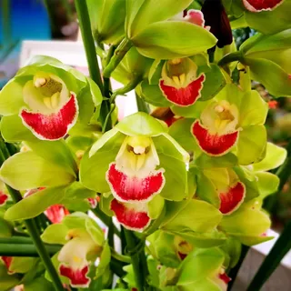 Top QualitäT, Das Bunt Gemischte, MehrjäHrig Phalaenopsis Orchideen, Ideal für Balkon & Terrasse, Cymbidium Orchidee, Winterhart, Duftend,-3zwiebelns-I