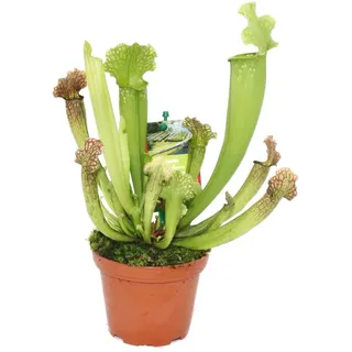 EXOTENHERZ Schlauchpflanze Sarracenia Überraschungssorte 9cm Topf