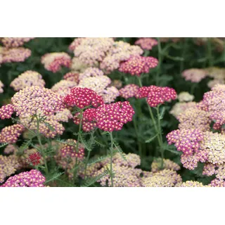 PlantaPro Staude Achillea millefolium 'Paprika'