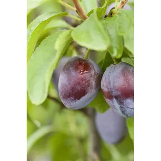 Pflanzen Für Dich Prunus Domestica Stanley Cac 150–200 cm