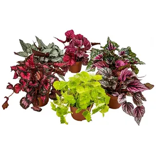 Bloomique Zimmerpflanze 6er-Mix Begonia Beleaf, Blattbegonie, 20-25 cm, Topf 12 cm, 6 St. weiß