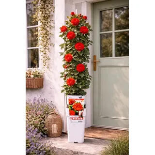 Kletterrose Crazy in Love Rot 50–70 cm – duftende rote Gartenrose, winterhart, rankende Balkonrose, öfterblühend - Rot
