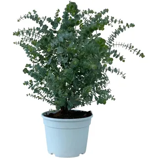 1x Eukalyptus Gunnii - Frostharter und duftender Eucalyptusbaum für Haus und Garten circa 30-40 cm Gesamthöhe im Topf bis-10 Grad