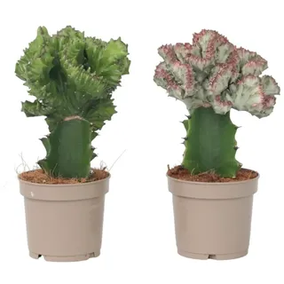 Plant in a Box - 2 Stk - Euphorbia 'Lactea' - Höhe 25-30cm