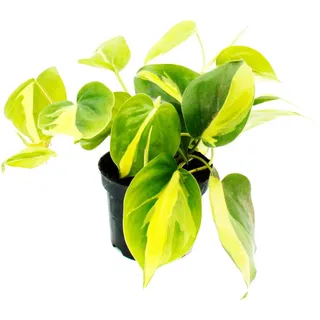 Exotenherz - Philodendron scandens Brasil - Kletternder Baumfreund - zweifarbig - 12cm Topf