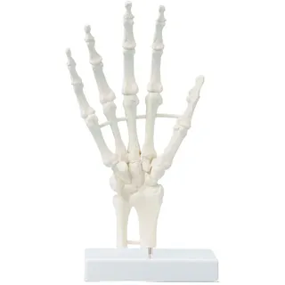 Erler-Zimmer Handskelett - Weiß