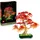 Japanischer Roter Ahorn – Bonsai-Baum 10348