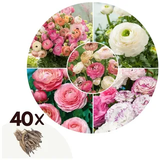 Plant in a Box - Ranunkeln - 40 Stk - Ranunculus - Blumenzwiebeln - Mehrfarbig