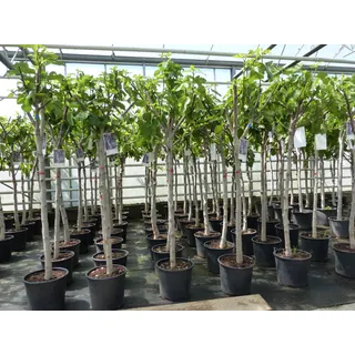 grünwaren Feigenbaum 160-180 cm Obstbaum winterhart kräftiger Stamm, Ficus Carica, Feige, Obst