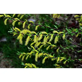 Weide Rosmarinweide Salix rosmarinifolia Containerware 60-100 cm