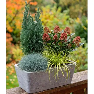 BALDUR Garten Staude 4er Herbst-Set 'Forest Friends', 4 St., Herbstpflanzen-Mix, immergrün, strukturreich, kübelgeeignet bunt