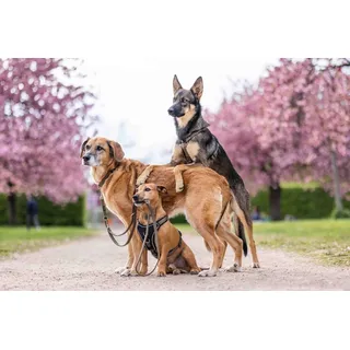 Wolters Hundegeschirr Professional Comfort olive/schwarz