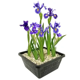 Vdvelde Blaue Sumpf Schwertlilie Teich   Blau Blühend   Winterhart   9 Stück