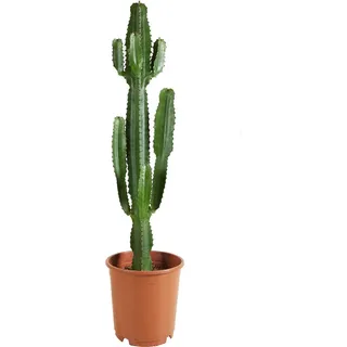 Bloomique - Euphorbia Acrurensis - Cowboy Kaktus - Sukkulenten - Zimmerpflanzen - Sehr Pflegeleicht - Höhe 80-100 cm - Topf 24 cm