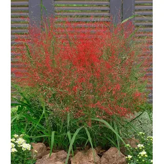 BALDUR Garten Rotes Liebesgras Purpur Liebesgras, 3 Pflanzen Eragrostis spectabilis Garten-Ziergräser winterharte Stauden, mehrjährig, Wasserbeda...