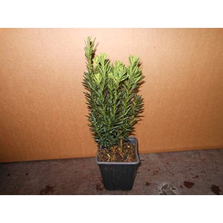 25 Becher-Eibe Taxus media Hillii 15-35 cm männliche Eibe Pflanzware