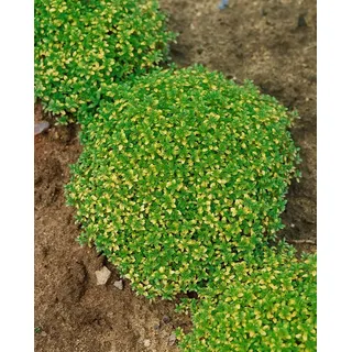 Pflanzen Für Dich Thymus X Citriodorus Bertram Anderson' P 0,5