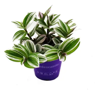EXOTENHERZ Dreimasterblume Tradescantia White Pflegeleichte Hängende Zimmerpflanze 12M Topf Weiss