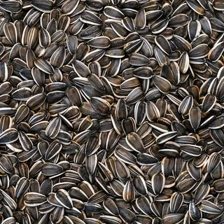 BusyBeaks Ausgewählte Gestreifte Sonnenblumenkerne - Premium-Samenmischung für robuste Vögel - Ideal für Verschiedene Vogel-Futterspender