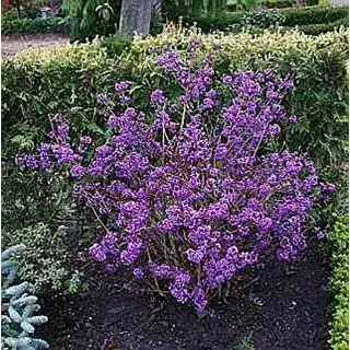 Liebesperlenstrauch Profusion - Schönfrucht - Callicarpa bodinieri Profusion Größe 40-60 cm