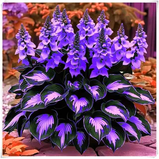 rare-Ideal für deutsche Gärten,winterharte,winterharte für garten,Winterharte für Innenräume und Gärten, Hosta Rhizome-4 Rhizome-H