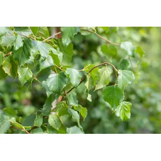 Pflanzen für Dich Gehölze Betula pendula 'Fastigiata', 1 St., Hänge-Birke, Sandbirke, Weißbirke