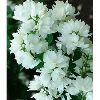 BALDUR Garten 1x Schneeweißer Duft-Jasmin, Pflanze im 1 Liter-Topf, Philadelphus lemoinei, Gartenjasmin, duftend, winterhart, Duft-Jasmin, pflegel...