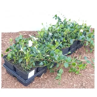 Pflanzen Für Dich Vinca Minor 9 cm weiß