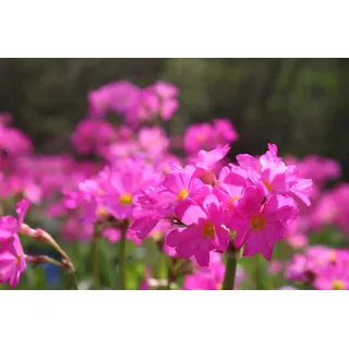 WASSERPFLANZEN WOLFF - Primula rosea - Rosenprimel - Sumpfprimel, rosa - QUALITÄTSSTAUDE im 9x9cm Topf durchwurzelt - winterhart!