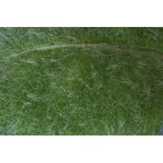 PlantaPro Salvia argentea P 0,5