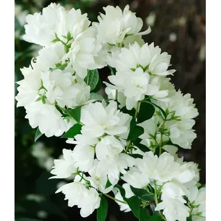 BALDUR Garten 1x Schneeweißer Duft-Jasmin, Pflanze im 1 Liter-Topf, Philadelphus lemoinei, Gartenjasmin, duftend, winterhart, Duft-Jasmin, pflegeleicht, blühend, Blütenstrauch, Sommerjasmin