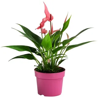 Dehner Flamingoblume Ø Anthurium andreanum, Lilli, Rosa