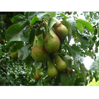 Birnenbaum  (Pyrus communis 'Conference', Erntezeit: September)