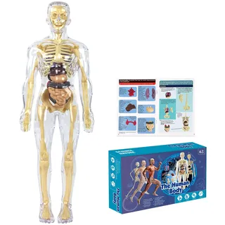 28,5cm Anatomie Modell, Mini Mensch Skelett Modell, Menschliches Körpermodell, 3D Human Body Torso Model für Medizinisches Lehren, Lernen, Bildung, Display, Geschenk