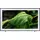 GQ65LS03FW 65" 4K Vision AI LS03FW (2025)