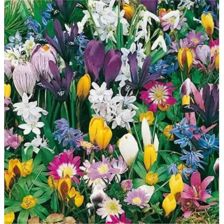 mgc24 Blumenzwiebelmischung zur Verwilderung - 150 Blumenzwiebeln