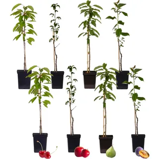 Plant in a Box - Obstbäume - 8 Stk - Malus, Pryus, Prunus - Höhe 60-70cm - Topf 9cm