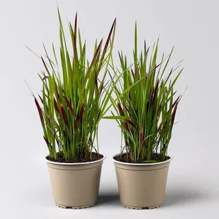Japanisches Blutgras 'Red Baron', Blattspitzen in rot, Topf-Ø 14 cm, 2 Pflanzen
