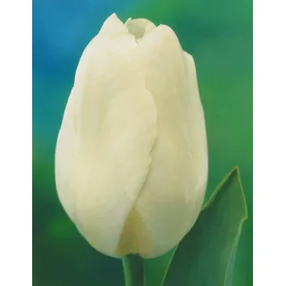 Tulpenzwiebeln White Prince Blumenzwiebeln (50 Blumenzwiebeln)