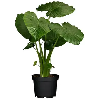 Piardino Elefantenohr  (Alocasia gageana, Topfgröße: 21 cm)