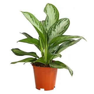 Dehner Kolbenfaden Ø Aglaonema commutatum, Silver Bay, Hellgrün, Hellgrau, Weiß, Grün