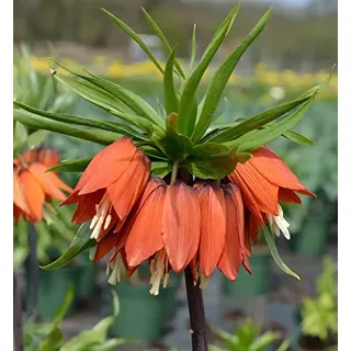Kaiserkrone Rubra Maxima - Fritillaria imperalis - lebende Gartenpflanze aus den Baumschulen