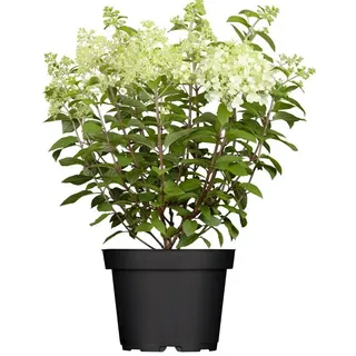 Pflanzen Für Dich Gehölze Hydrangea pan. Limelight, 1 St., Rispenhortensie, Hortensie weiß